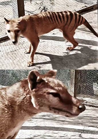 Tasmanian Tiger in Colour (2021) poster
