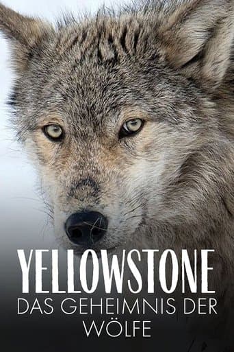 Yellowstone: The Mystery of the Wolves (2018) poster