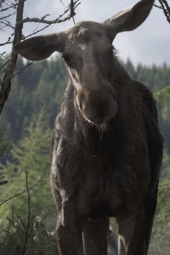 AMOOSED: a moose odyssey (2026) poster