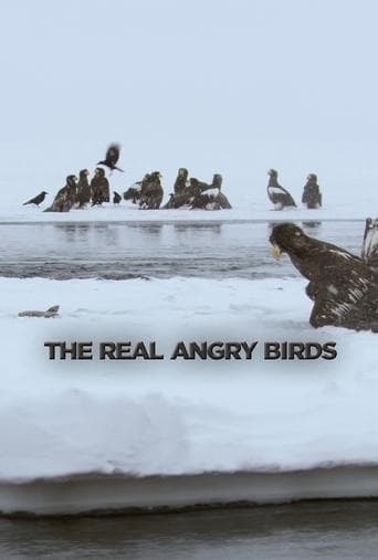 The Real Angry Birds (2014) poster