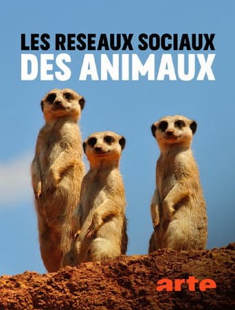 Animal Social Network (2021) poster