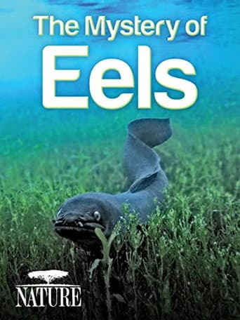 The Mystery of Eels (2013) poster
