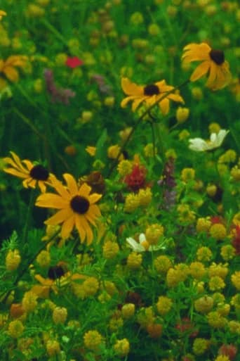 Mountain Wildflowers (2024) poster