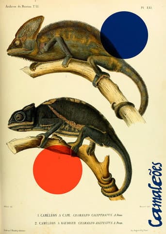 Chameleons (2022) poster