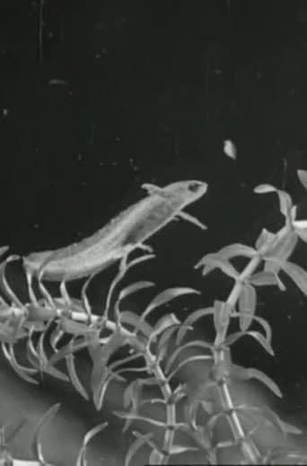 The Life Cycle of the Newt (1942) poster