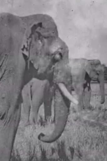 Land of the Elephants (1909) poster