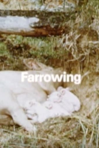 Behavior Of Domestic-Pigs In A Semi-Natural Pig-Park (1989) poster