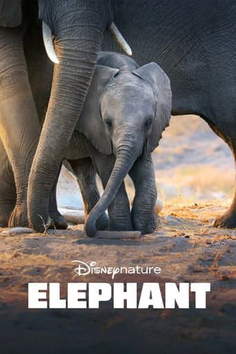 Elephant (2020) poster