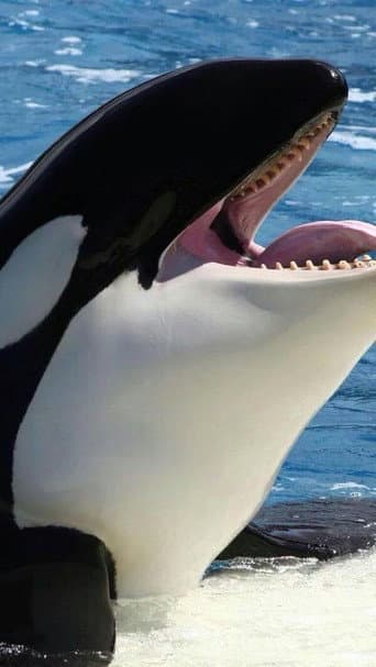 Orcas asesinas - Inteligencia al máximo (2016) poster
