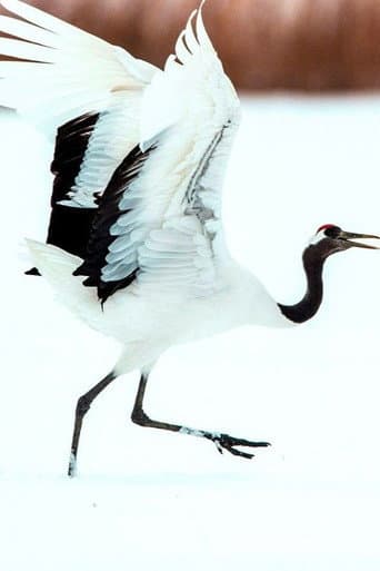 Dance Of The Crane (2025) poster