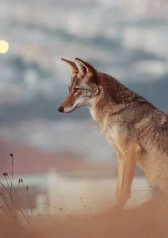 Don't feed the coyotes poster