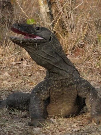 The Natural World--Komodo: The Deadly Bite (2011) poster