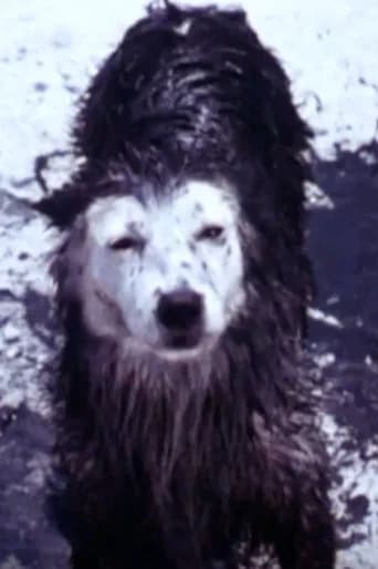 Harry the Dirty Dog (1987) poster