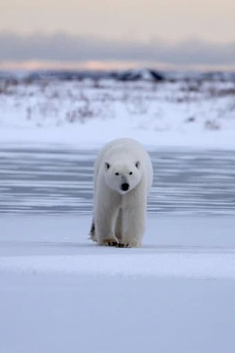 Polar Bear Country (2025) poster
