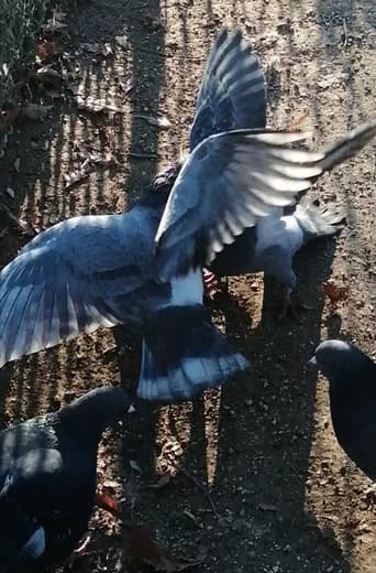 I Saw Mockingbirds laughing under the sun of Valence (2026) poster