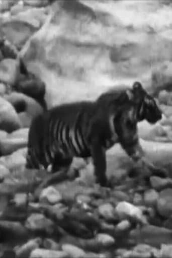 Wandering Tigers in North India (1935) poster