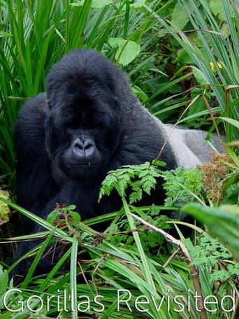 Gorillas Revisited with Sir David Attenborough (2006) poster