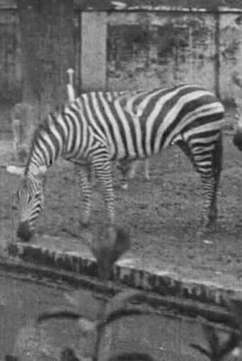 Indian Wildlife Park (1925) poster
