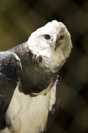 The Monkey-Eating Eagle of the Orinoco (2010) poster