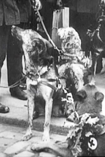 Red Cross Dogs (1914) poster
