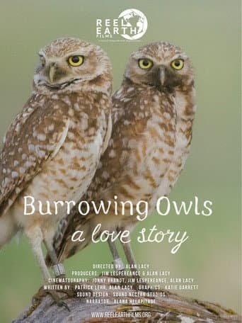 Burrowing Owls: A Love Story (2025) poster