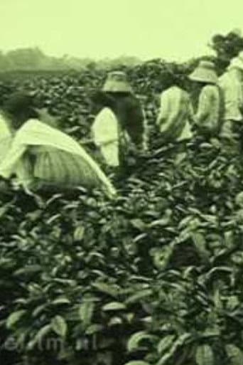 Tea Company of the NILS in Pematang Siantar (1927) poster