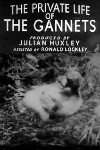 The Private Life of the Gannets (1934) poster