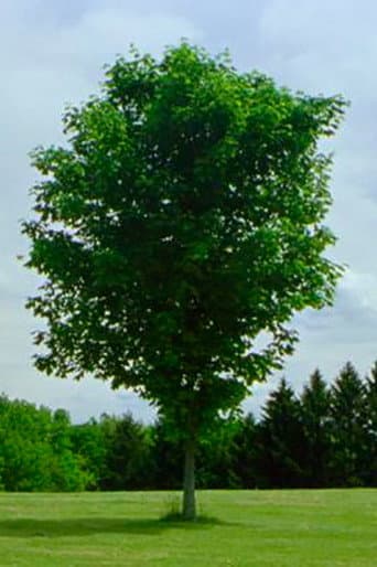 Tree (2010) poster