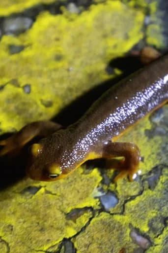 The Chileno Valley Newt Brigade (2024) poster