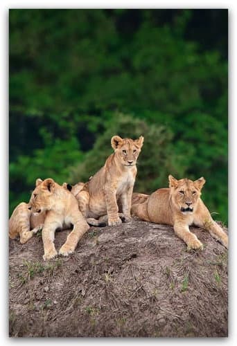 Little Big Cat (2008) poster
