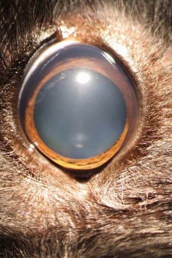 Ellie's Eye (2020) poster