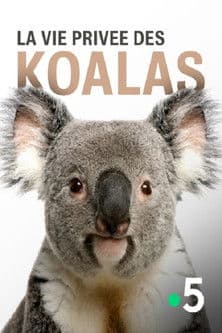La vie privée des koalas (2019) poster