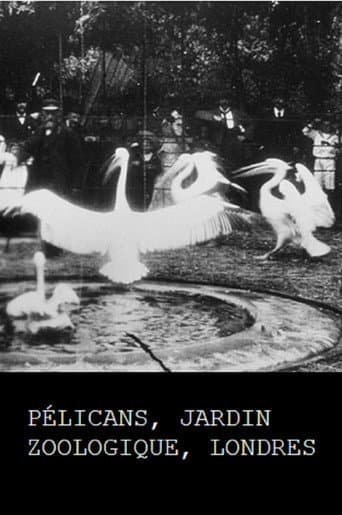 Pelicans, London Zoological Garden (1896) poster