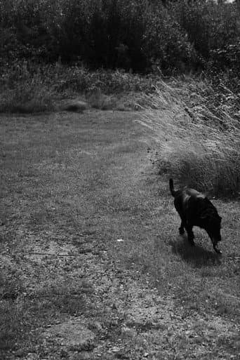 Black Dog (2020) poster