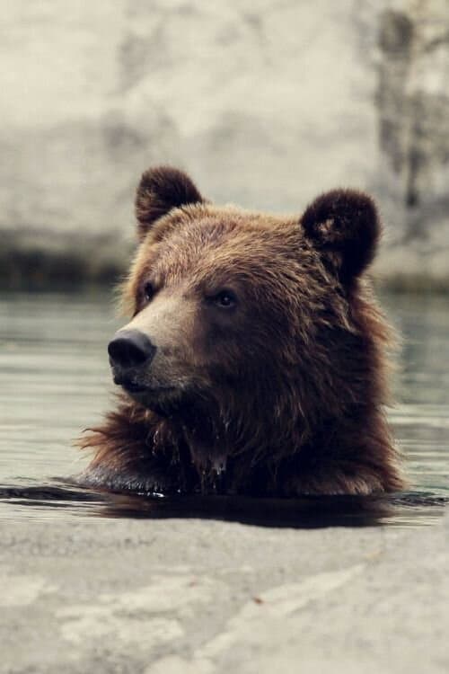 Seul au milieu des ours poster