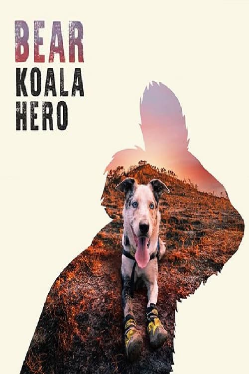 Bear: Koala Hero poster