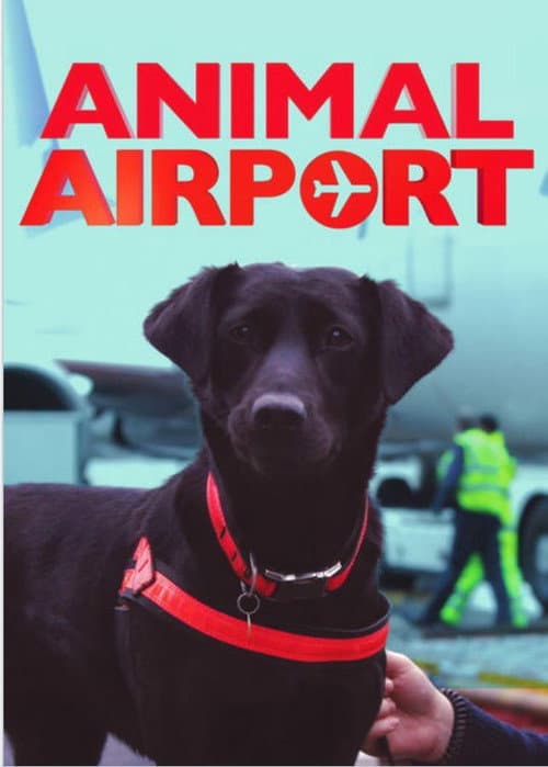 Animal Airport (2000) poster
