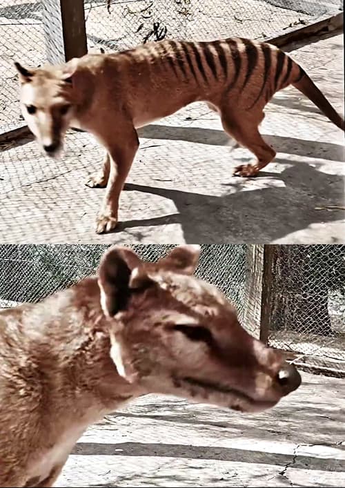 Tasmanian Tiger in Colour poster
