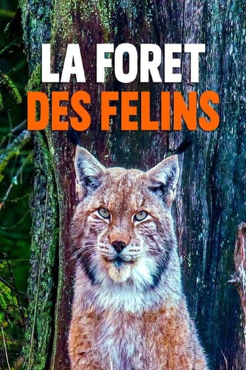 La forêt des félins: Chats sauvages et lynx du Harz poster