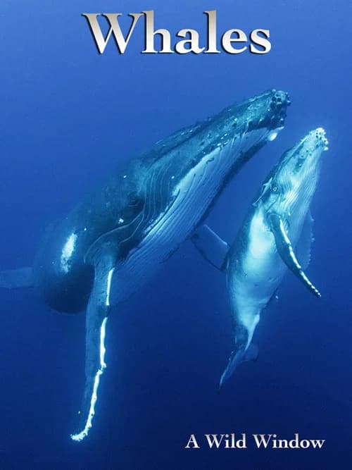 Wild Window: Whales poster