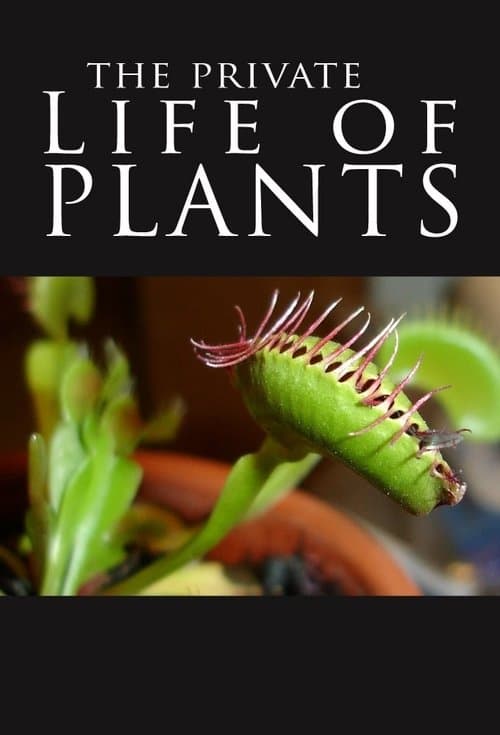 The Private Life of Plants (1995) poster