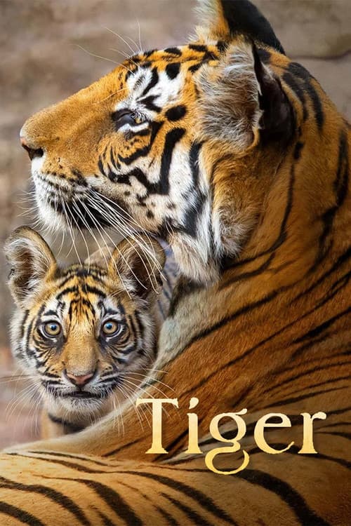 Tiger poster