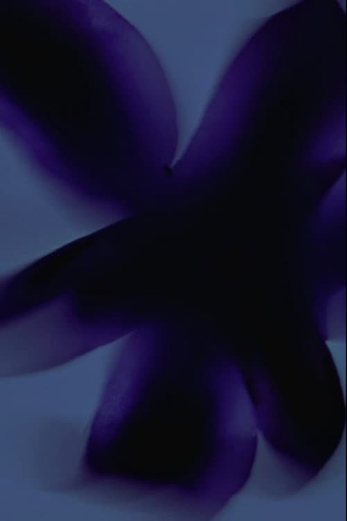 Flowers #3 (Kissed by the Sun) poster