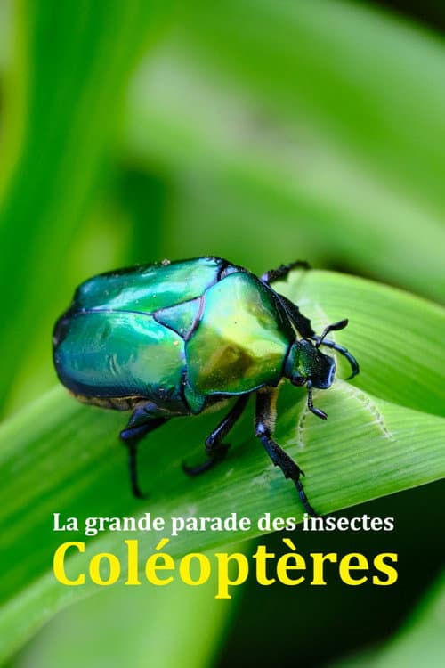 Fabulous Insects - Beetles poster