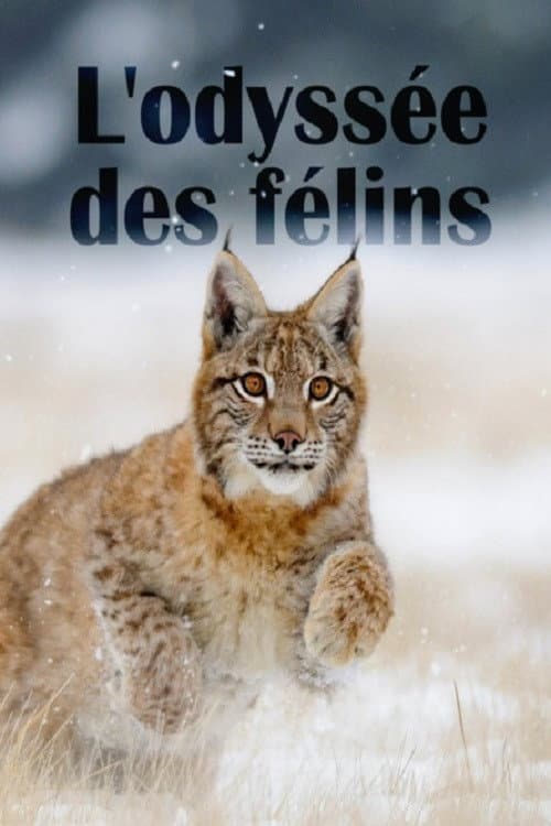 The Odyssey Of Felines poster