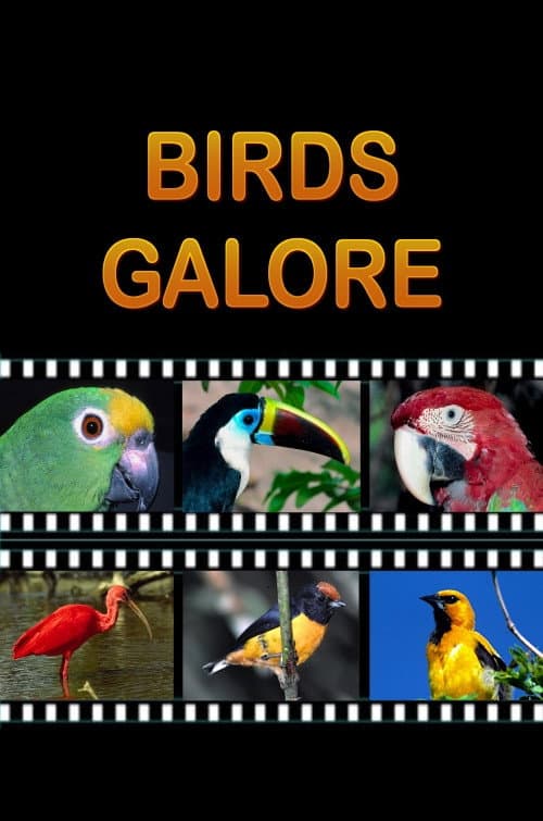 Birds Galore poster