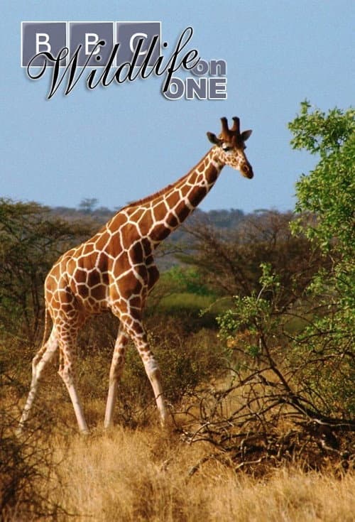 Wildlife on One (1977) poster