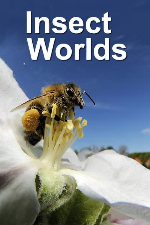 Insect Worlds (2013) poster