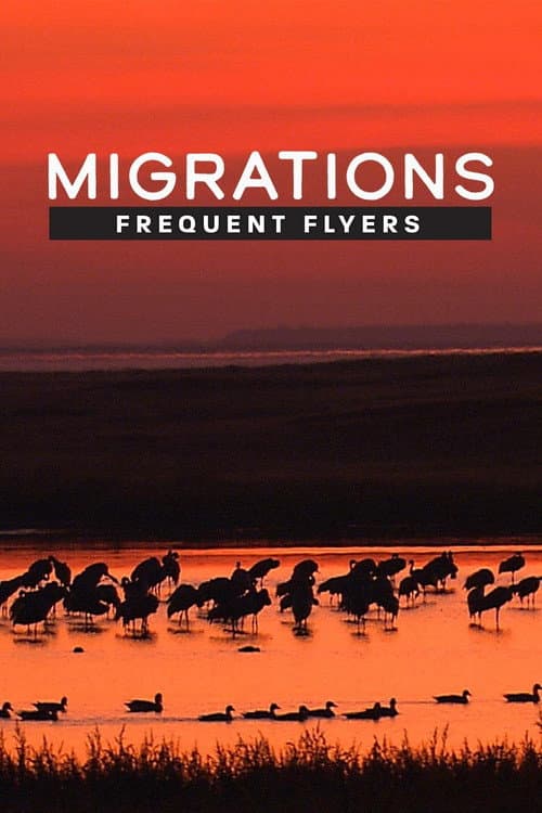 Migrations: Frequent Flyers poster