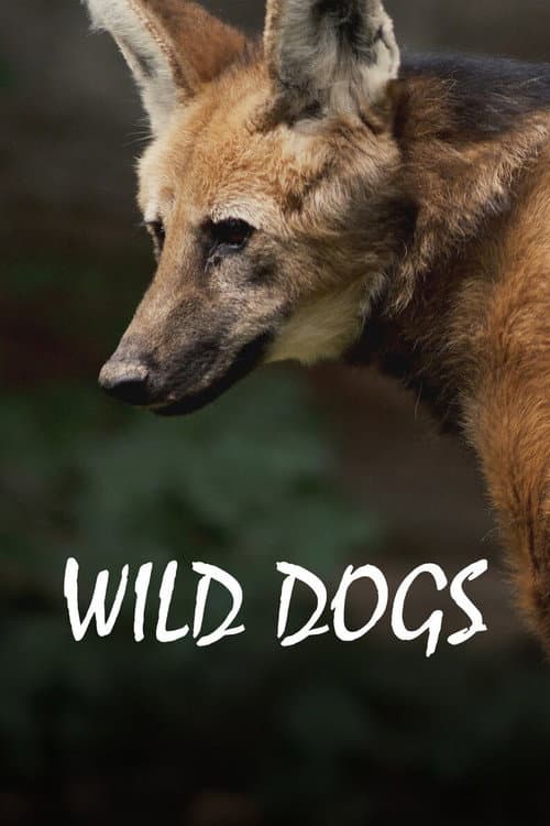 Chats et chiens sauvages (2022) poster